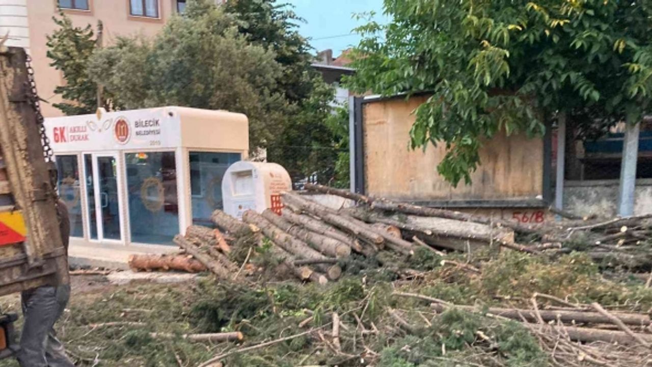 40 yıllık çam ağaçlarının kesilmesine mahalleliler tepkili