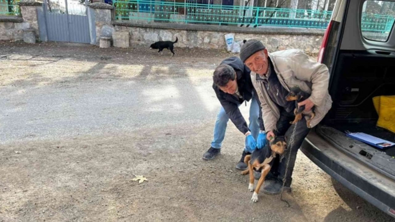 Aslanapa’da kedi ve köpeklere kuduz aşısı