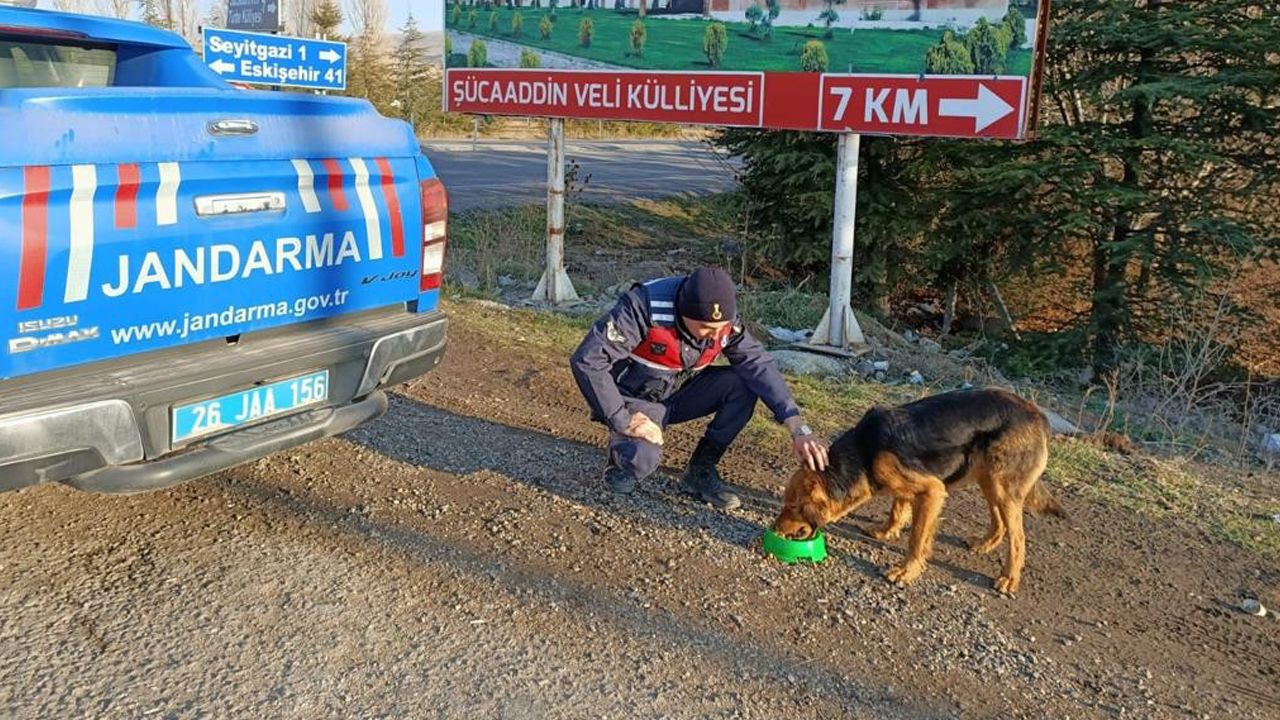 Jandarma ekiplerinden sokak hayvanlarına yönelik örnek davranış