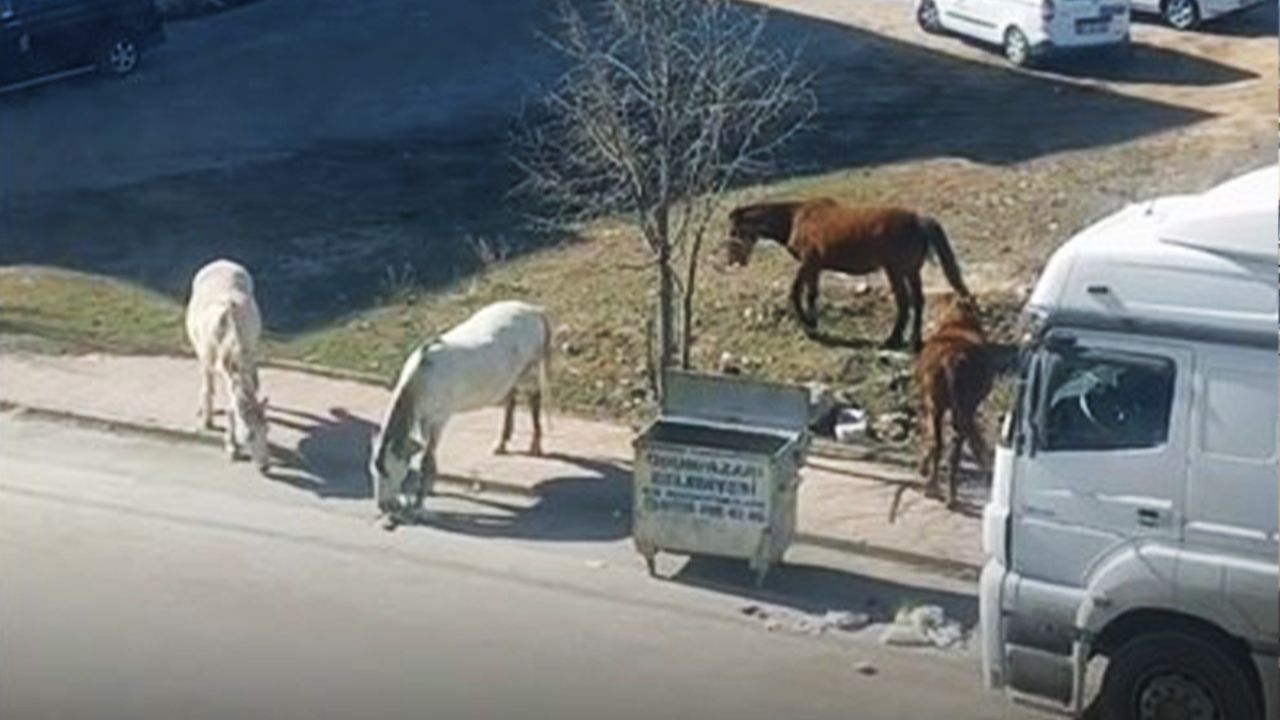 Emek mahallesinde başıboş atlar çevrede dolaşıyor