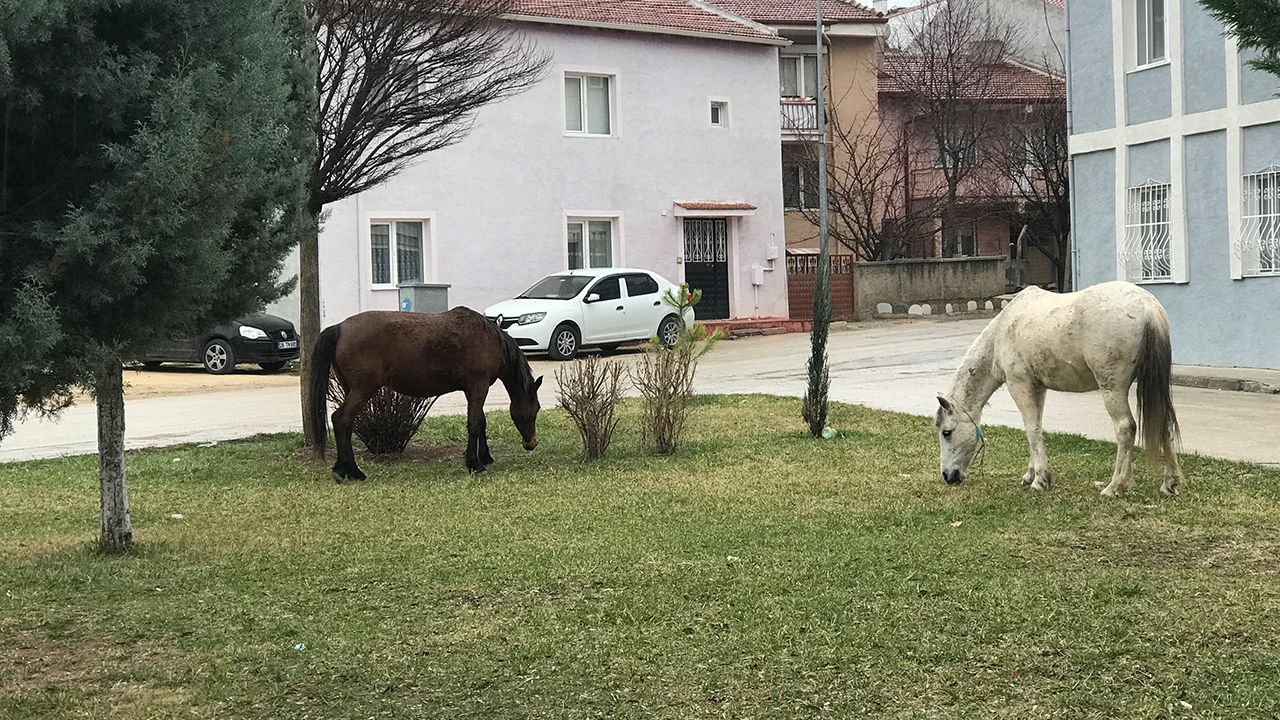 Atlar caddelerde başıboş geziyor