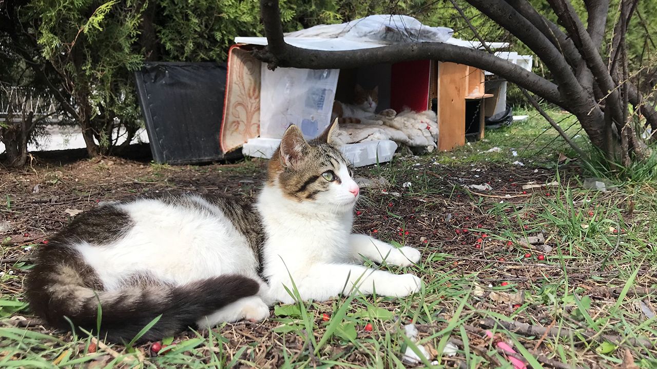 75 yaşındaki hayvan sever parka kedi evi yaptı