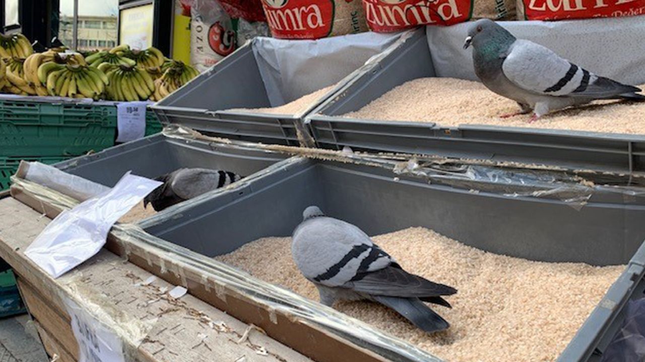 Güvercinler market tezgahını yağmalıyor
