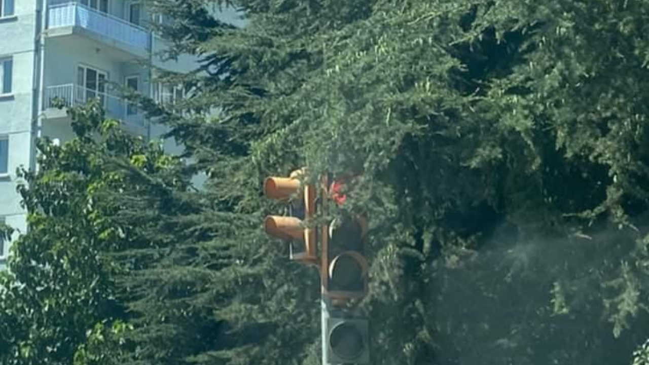 Ağaçlar trafik ışıklarını kapatıyor