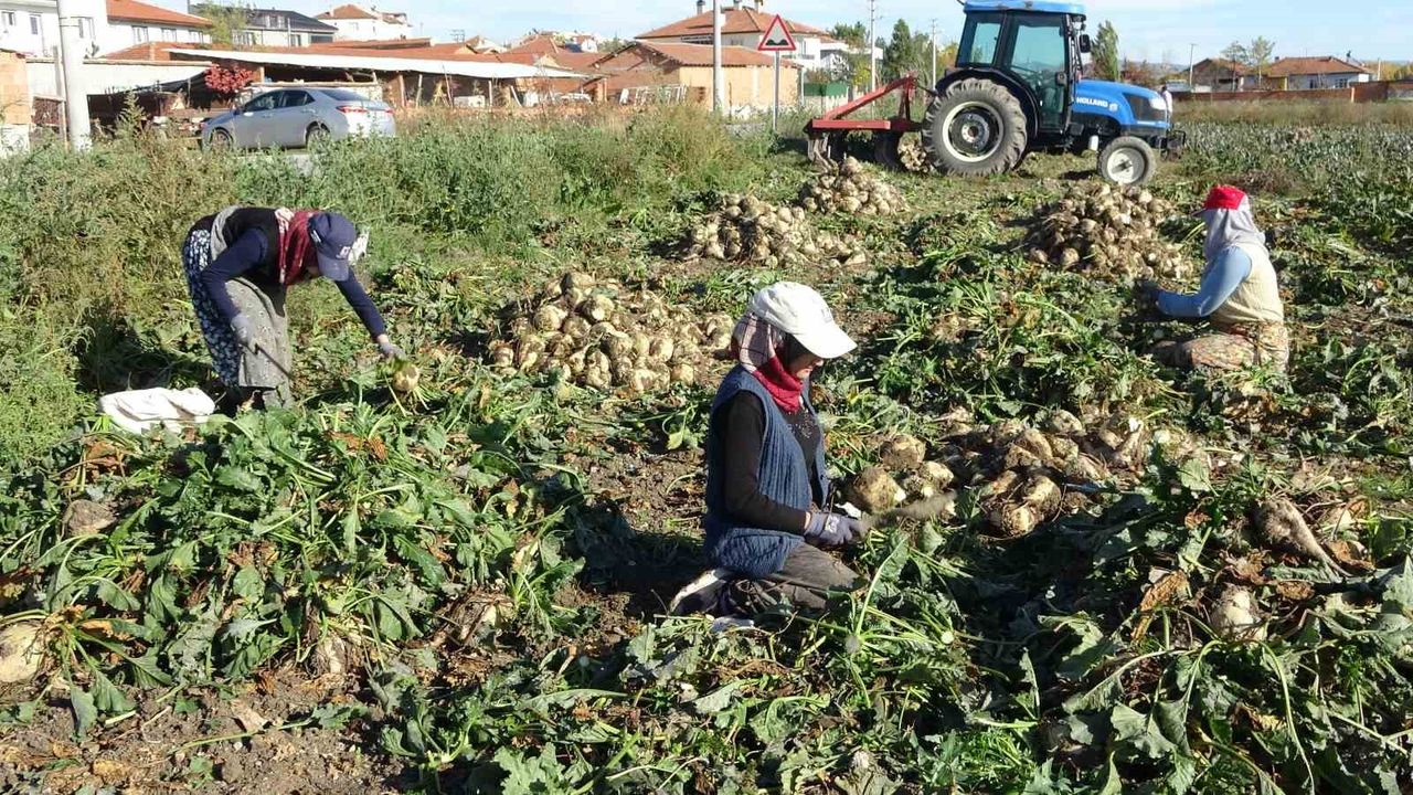 Hasadı başladı: Eskişehir'de bolca yetişiyor! Fabrikalar almak için sırada bekliyor