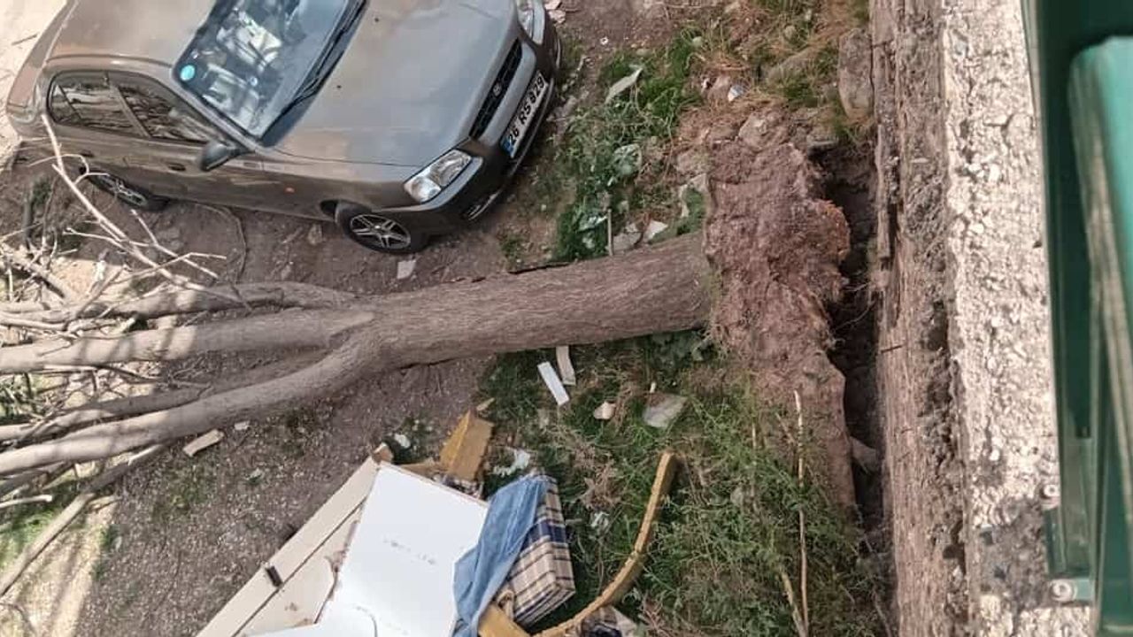 Eskişehir'de ağaç yola devrildi: Elektrikler kesildi