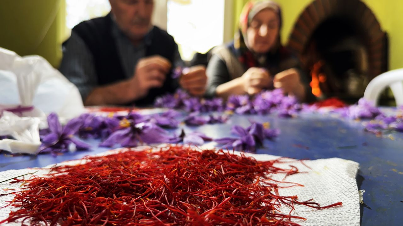 Altın değerinde hasat: Kilosu 600 bin TL’ye alıcı buluyor