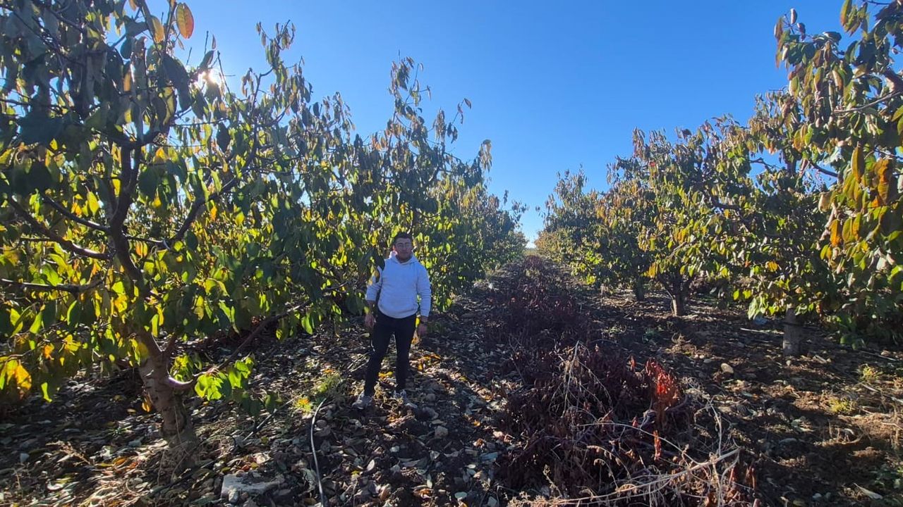 Eskişehir'de zirai donun yaraları sarılıyor