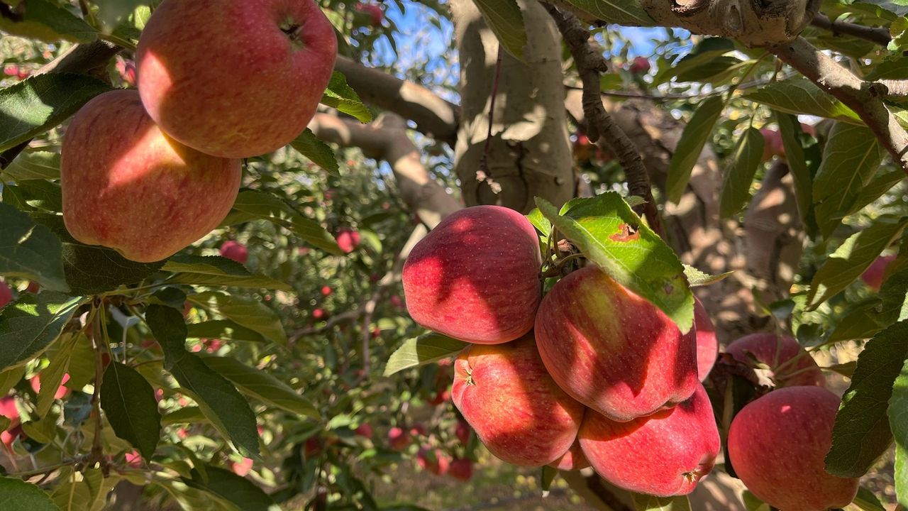 Sabahın ilk ışıklarıyla mesai başlıyor: Üreticinin yüzünü güldürdü