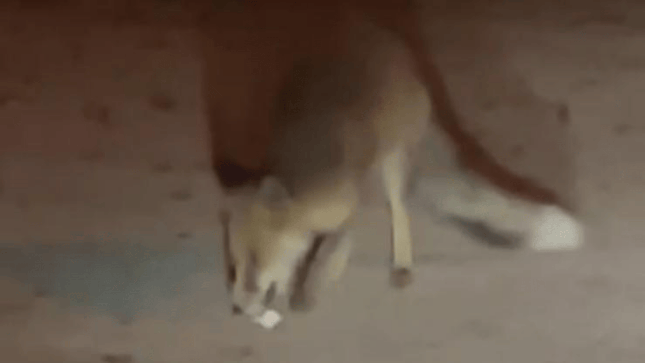 Ertuğrulgazi Mahallesi'nde tilki görüldü