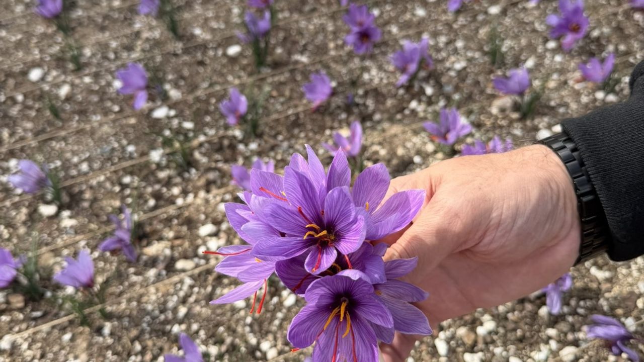 Ülkü Ocakları Genel Merkezi’nin terasında safran hasadı!