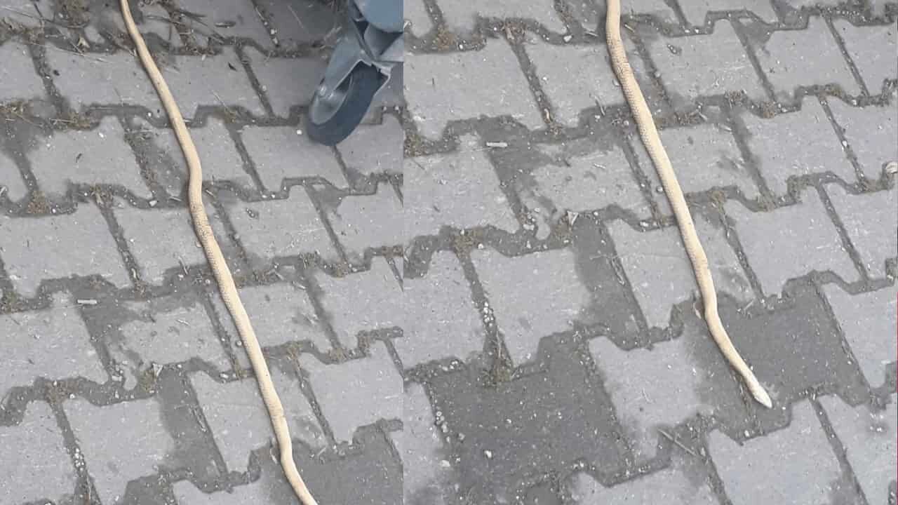 Eskişehir'de yılan vakaları arttı