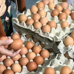 Yumurta fiyatlarına rekor zam