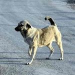 Eskişehir'de kaymakamlıktan sokak köpekleri için kritik karar: Son gün pazartesi