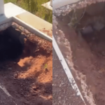 Eskişehir'de hayvanlar mezarları eşeledi