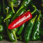 Jalapeno salgını yüzlerce kişiyi hastanelik etti! Alarm verildi