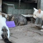 Kedi vahşeti: Başını ve ayaklarını kesip apartmanın önüne bıraktılar