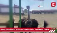 Eskişehir’de hobi bahçesindeki 2 deve kuşu firar etti