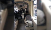 Sevimli dostlarımız tramvayda seyahat ediyor