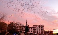 Tablo gibi gökyüzüne sığırcık sürüsünden fırça darbeleri