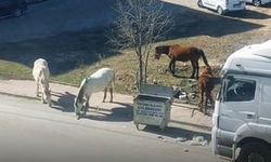 Emek mahallesinde başıboş atlar çevrede dolaşıyor