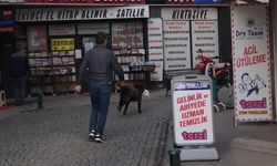 Eskişehir'de hırsız köpek pelüş oyuncak çaldı
