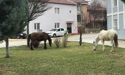 Atlar caddelerde başıboş geziyor