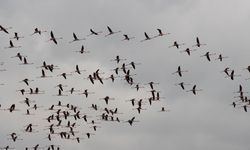 Flamingoların göç yolundaki molaları dron ile görüntülendi