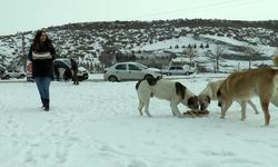 Kar yağdı, sokak hayvanları unutulmadı