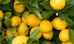 Üretici ile market arasındaki fiyat farkına 'limon' sıkıldı!