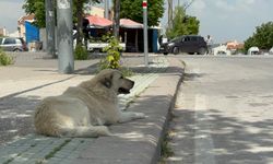 Başıboş sokak köpekleri site sakinlerini bezdirdi