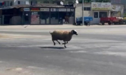 Bursa’da sahibinden kaçan koyun trafiği birbirine kattı