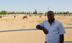 Mahmudiye'de tay yetiştiriciliğinin eski günlerine özlem