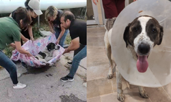 Arka ayakları felç olan köpek, hayvanseverler tarafından ayağa kaldırıldı