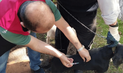 Eskişehir’de 11 bin kedi ve köpeğe kuduz aşısı yapıldı