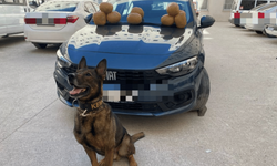 Eskişehir'de narkotik köpeği operasyona damga vurgu