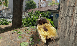 Eskişehir'de yola devrilen ağaç panik yarattı