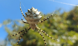 Eskişehir’de zehirli örümcek türü görüldü