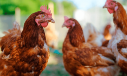 Bilim adamları tavuk gıdaklamasını tercüme etti