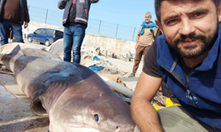 Marmara Deniz'inden canavar çıktı