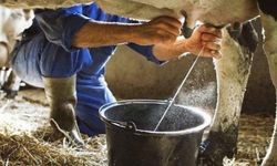 Ticari süt işletmelerince 786 bin 213 ton inek sütü toplandı