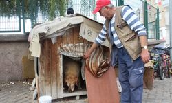 Eskişehir'de 22 senedir sokak hayvanlarını besliyor