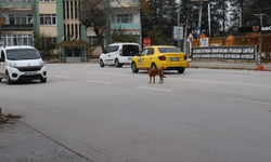 Yol ortasında bekleyen köpek trafikte zor anlar yaşattı