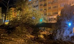 Şiddetli lodos 2 tarihi çınar ağacını yıktı