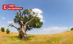 Eskişehir’in en yaşlı ağaçları tespit edildi