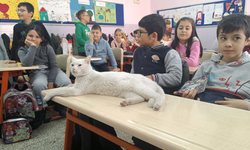 Eskişehir'deki öğrenci kedi, her gün derslere girip kurallara uyuyor
