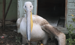 Yaralanan pelikana ilk müdahale yapıldı
