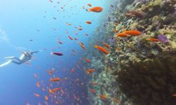 Eskişehirli dalgıçlar Kızıldeniz’de 30 metre daldı