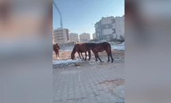 Emek Mahallesi'nde başı boş atlar halkın endişesini arttırıyor