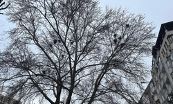 Eskişehir'de ağaçtaki kuş yuvaları görenleri hayran bıraktı